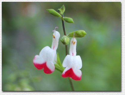 �`�F���[�Z�[�W