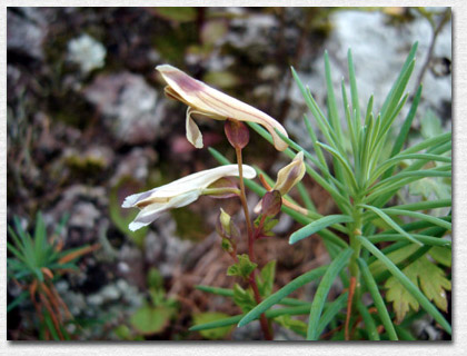 �c���L�P�}��