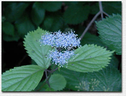 �R�A�W�T�C