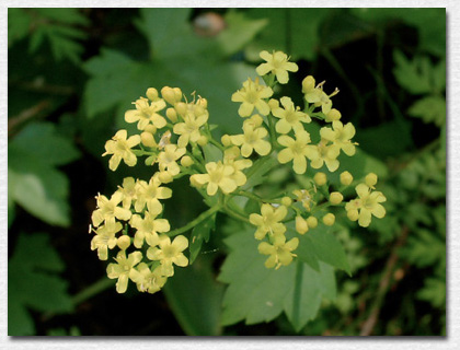 �R�L�����C�J