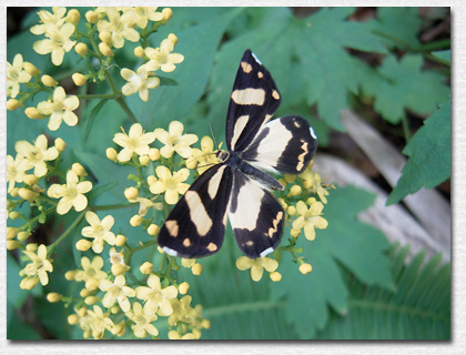 �L�������K