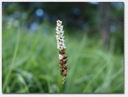 ���J�S�g���m�I