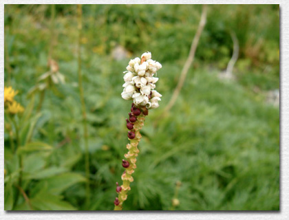 ���J�S�g���m�I