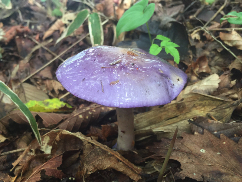 �����T�L�A�u���V���W���h�L