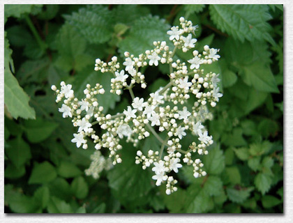 �I�g�R�G�V