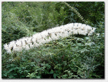 �T���V�i�V���E�}