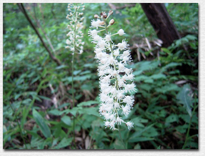 �T���V�i�V���E�}