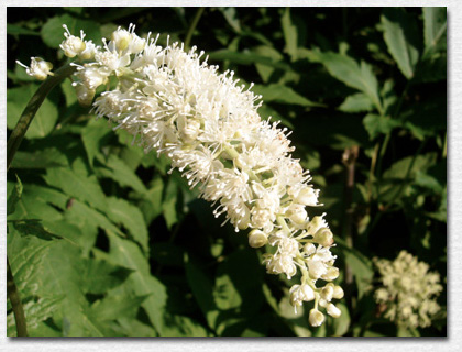 �T���V�i�V���E�}