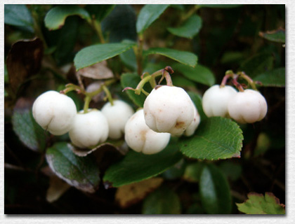 �V���^�}�m�L