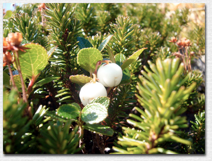 �V���^�}�m�L