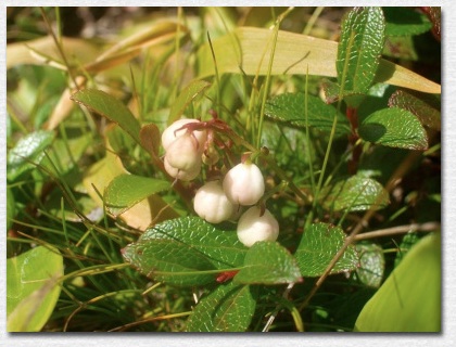 �V���^�}�m�L