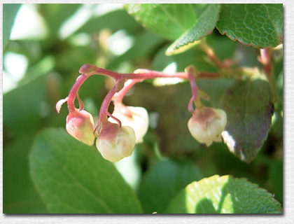 �V���^�}�m�L