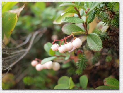 �V���^�}�m�L