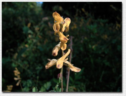 �c���L�P�}��