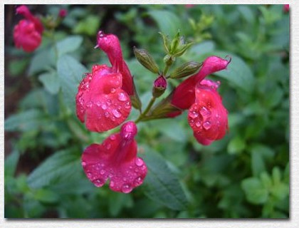 �`�F���[�Z�[�W