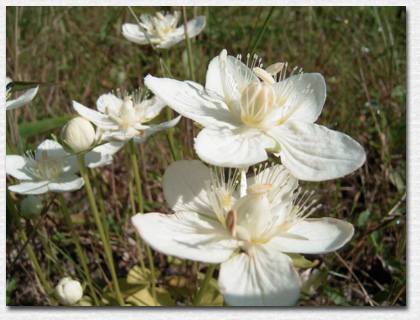 �E���o�`�\�E